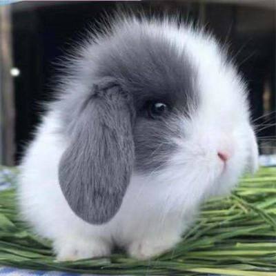迷你侏儒兔宠物兔活体兔小白兔长不大垂耳兔幼崽长不大熊猫茶杯兔
