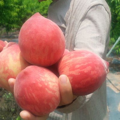 龙泉驿水蜜桃现摘现发毛桃先脆后软的桃子香甜农家应季水果
