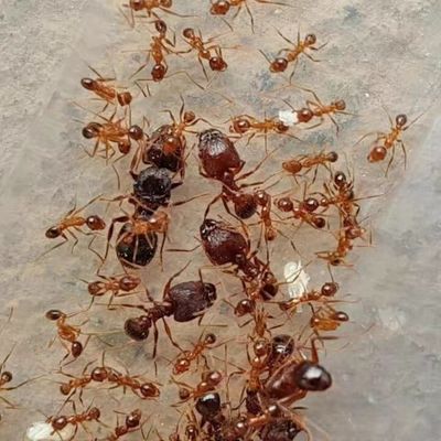 广大头蚁 好养观赏活体蚂蚁工坊宠物蚂蚁新手蚁同巢繁殖