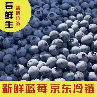 蓝莓10斤现摘新鲜蓝莓打果汁蓝莓酿酒蓝莓做果酱蓝莓工厂加工散