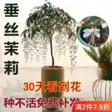 【30天开花】珍稀品种垂丝茉莉垂吊室内绿植盆栽四季开花浓香型