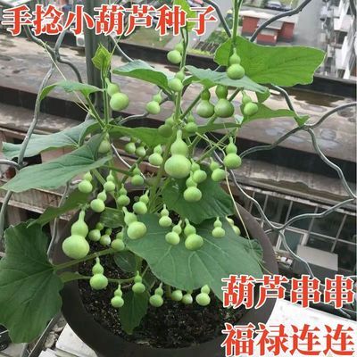 手捻小葫芦种超小葫芦种文玩金色小葫芦庭院阳台四季播小葫芦