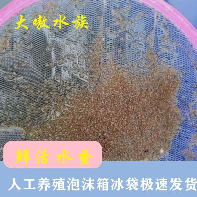 水蚤鱼虫幼鱼蹦蹦虫热带观赏冷冻饲料小型鱼饵鱼食水蚤圆水蚤活苗