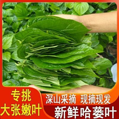 香菜新鲜蛤蒌叶现摘现发假蒌叶蛤蝼叶山蒌炒田螺包粽子急捞叶野菜