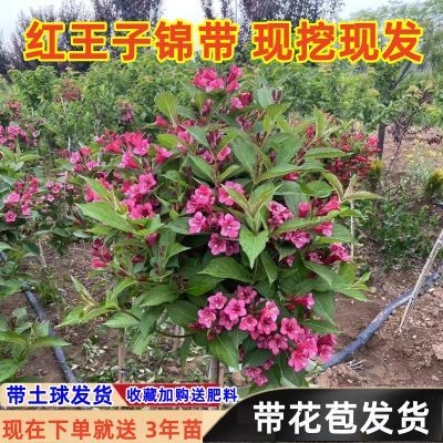 红锦带花棒棒糖盆栽绿植庭院景观苗木耐寒耐旱室外树苗耐热