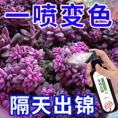 多肉植物出锦药水金枝玉叶变色药增红增肥变色剂爆芽增肥营养液