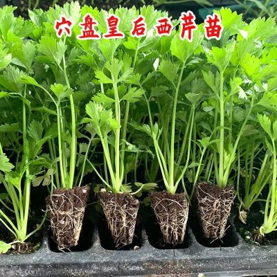 大颗皇后大肉芹菜苗秧苗西芹香芹根芹秧苗阳台盆栽高产四季播种