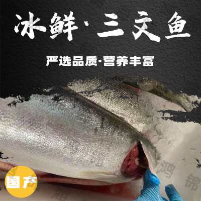 【整条国产三文鱼】冰鲜三文鱼即食去内脏可开片新鲜日料寿司中段