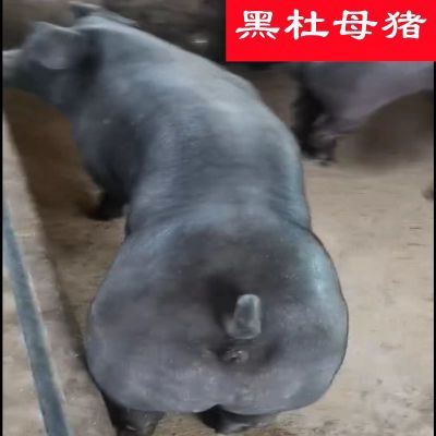 专研生态黑猪培育完美黑杜种猪国寿黑猪长速快瘦肉率高大骨架育种