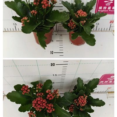 长寿花各种颜色,全疆包邮哦,满满的花苞,阳光高档花园专用【3