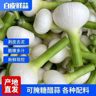 2024年新鲜大蒜白皮鲜蒜腌糖醋蒜腊八蒜现挖湿蒜嫩蒜生吃做菜调味