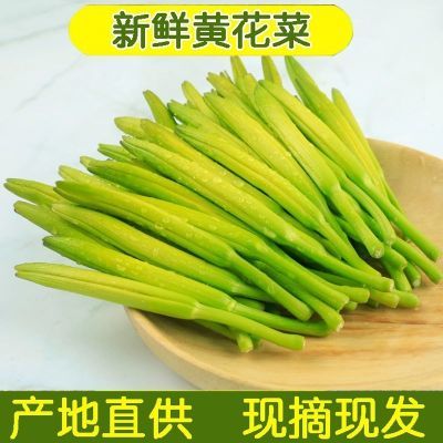 现摘现发黄花菜金针菜农家自种忘忧草新鲜可食用时令当季直供