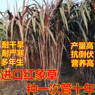 正宗巴西无毛紫色红象草牧草种子四季常青冻不死喂牛羊鱼高产牧草