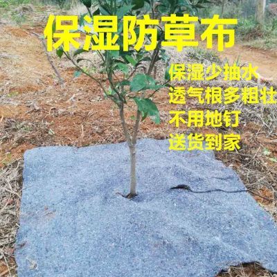 槟榔树新型防草布保湿保温防寒防冻防晒植物保湿布除草地膜土工布