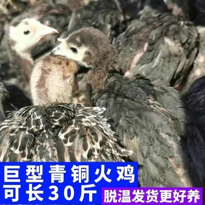 现货半斤火鸡尼古拉火鸡便宜青铜火鸡优质贝蒂娜700系活体火鸡苗