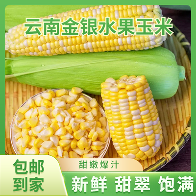 云南新鲜金银水果玉米生吃爆浆带壳甜玉米棒子嫩苞米整箱包邮批发