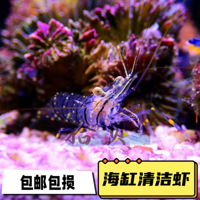 海水观赏虾黄点玻璃虾医生虾火焰虾斯里兰卡清洁生物鲜活宠物除藻