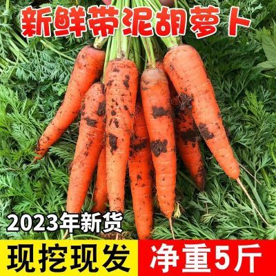 【甄选品质】整箱5/9斤新鲜胡萝卜沙土地现挖农家自种非黄萝卜