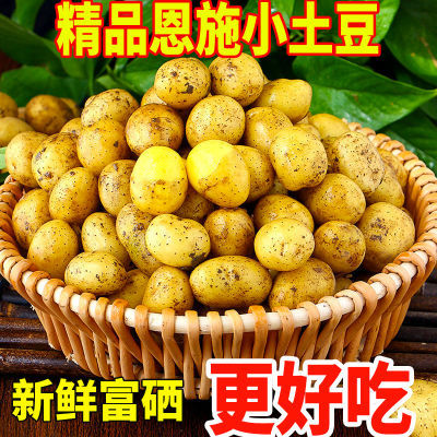 【恩施富硒小土豆】黄皮黄心土豆批发新鲜蔬菜洋芋现挖马铃薯整箱