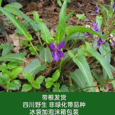 野生非种植新鲜现挖带根紫花地丁犁头草铧头草犁头尖山地黄瓜