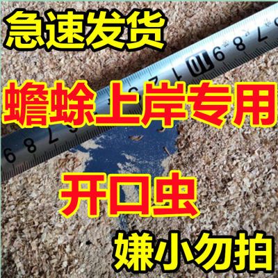 名宠0.5-1-1.5厘米活体面包虫小虫子林蛙蝎子石蛙开口虫包邮