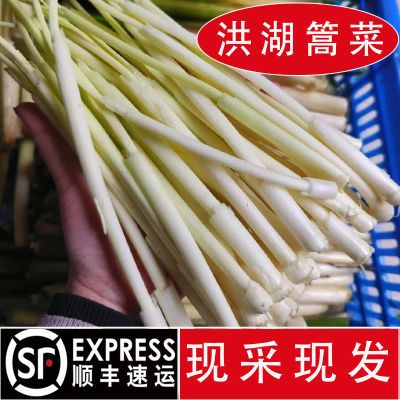 洪湖野生篙菜野茭白的嫩芽1/2/3斤当季新鲜篙菜蒲儿菜嫩芯顺丰