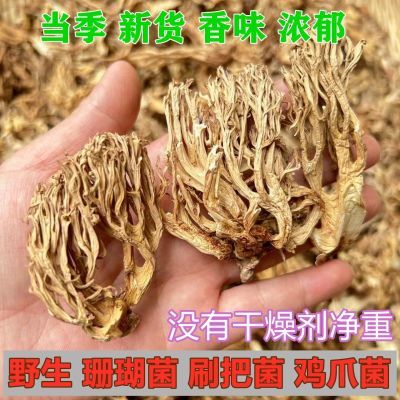 新鲜干货野生珊瑚菌云南扫把菌鸡爪菌野山珍菌子蘑菇野生菌龙须蘑