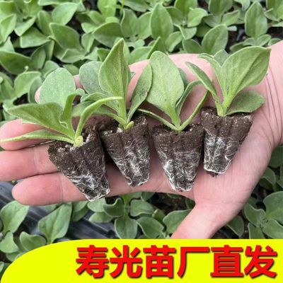 寿光育苗大棚直发新品种优质水晶冰菜苗秧苗春秋四季盆栽阳台菜园【15天内发货】