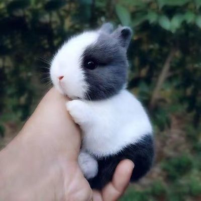 宠物兔活物可爱迷你兔子纯种荷兰垂耳兔子活体侏儒兔小体型茶杯兔