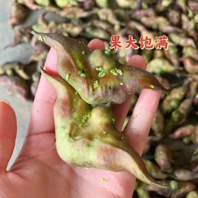 2024老菱角嫩菱角潮州新鲜菱角老菱角粉糯清甜菱角新鲜当季潮