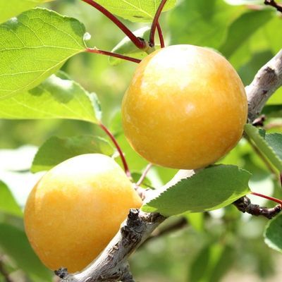 2024珍珠油杏甜杏子山东小白杏蜜汁甜杏新鲜水果现货当季水果