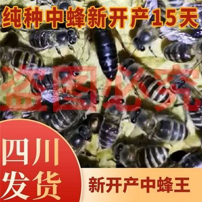 【四川省销量最好】新开产阿坝王,新开产纯种阿坝,新开产中蜂王