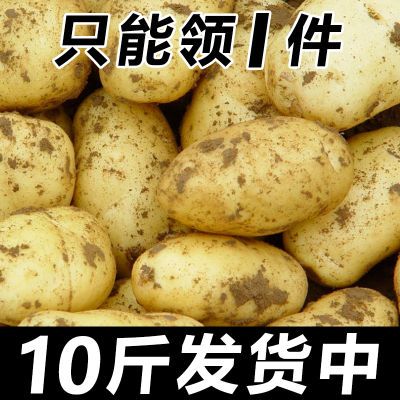 【今年新货】黄皮土豆10斤批发当应季新鲜蔬菜现挖马铃薯洋芋2斤