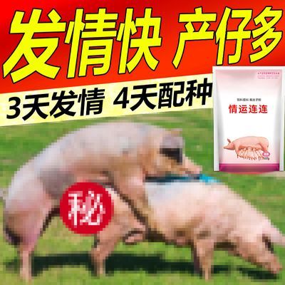 兽用母猪诱情剂母猪不发清猪牛羊配种母猪多胎素促孕排卵增加产仔