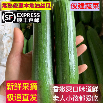 顺丰包邮常熟俊建网红油丝瓜新鲜蔬菜新鲜现摘现发农家自种都爱吃