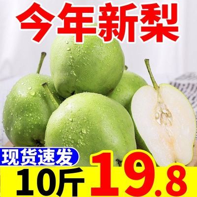 【爆甜】正宗陕西早酥梨当季新鲜水果梨子脆甜薄皮批发1-10斤
