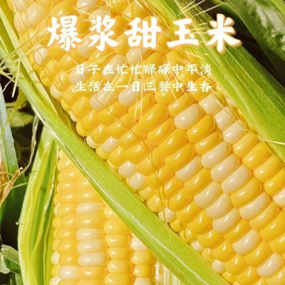 云南新鲜金银爆浆水果玉米非转基因甜玉米当季云南水果玉米