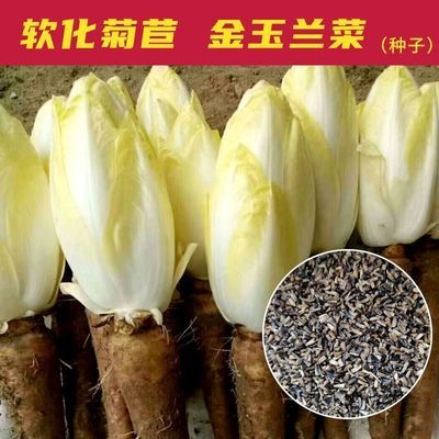 金玉兰菜种子高钙软化黄菊苣种盆栽水培特菜四季春季蔬菜种子大全