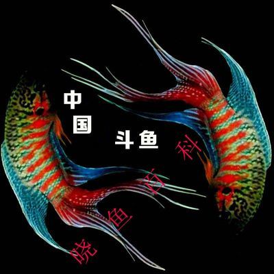 中国斗鱼巨普活的观赏鱼 冷水鱼 孔雀蓝  变色 贵妃七彩红色高档