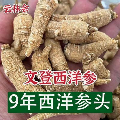 正宗文登西洋参花旗参原丛整枝参条西洋参大粒头西洋参片泡茶煲汤