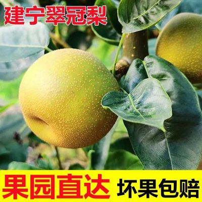 建宁现季翠冠梨黄花梨水果新鲜现摘时令当季整箱10斤5斤批发包邮