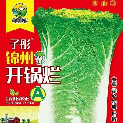锦州开锅烂A大白菜种子东北腌酸菜冬储当季全新优质蔬菜种子
