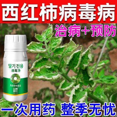 番茄杀菌剂西红柿卷叶杀菌剂病毒病专用药卷叶病药花叶曲叶