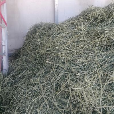 24特价晒干提摩西干草牧草兔子龙猫荷兰猪豚鼠磨牙兔草草粮主食