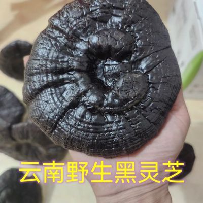 云南深山黑灵芝野外食用原生态正品灵芝林芝带脚整枝泡酒泡水煲汤