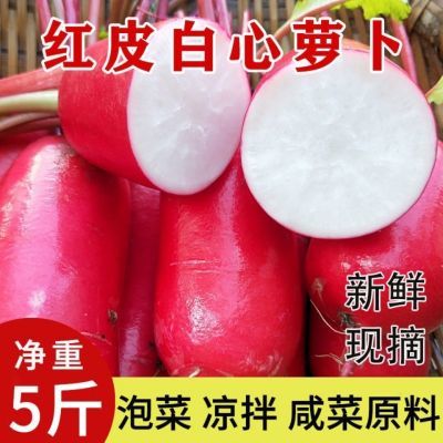 【高品质】5斤/3斤农家红皮白心萝卜新鲜水萝卜泡萝卜腌制泡菜