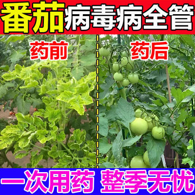 番茄病毒病专用药西红柿卷叶病黄叶病缩叶病专用番茄病毒全清病药