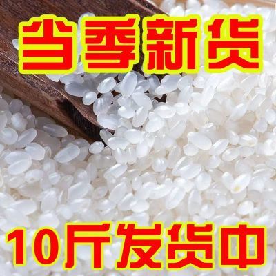 正宗东北珍珠米粒粒香米10斤20斤实惠好吃五常新大米新米厂家
