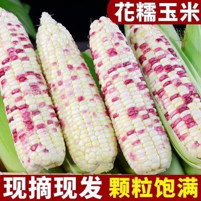 广西特产新鲜现摘花糯玉米10斤甜糯玉米棒农家粘玉米包谷2/3/5斤