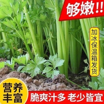 【安疗榨汁西芹】山东新鲜西芹芹菜榨汁农家自种绿色嫩芯青菜